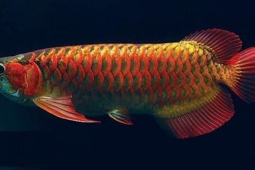 Cá cảnh