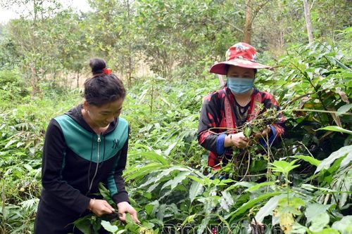 Phát triển kinh tế rừng bền vững