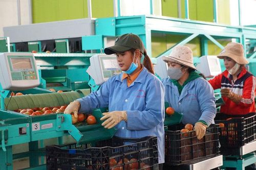 Sản xuất nông nghiệp an toàn là hướng đi tất yếu của nông dân