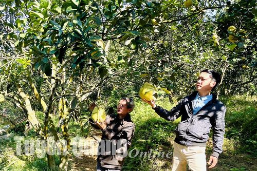 Bưởi tiến vua Thái Long