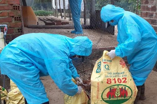 Quảng Ngãi: Lần đầu tiên ghi nhận ổ dịch cúm A (H5N8)