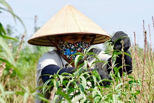 Hà Nội: Đào Nhật Tân 'trút lá' đợi Tết Nhâm Dần 2022