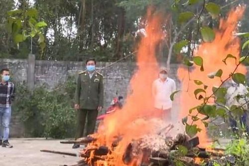 Con hổ giá trị cả tỷ đồng bất ngờ chết trong khu sinh thái