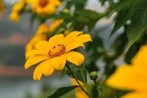 Rực rỡ sắc vàng hoa dã quỳ trên các cung đường Điện Biên