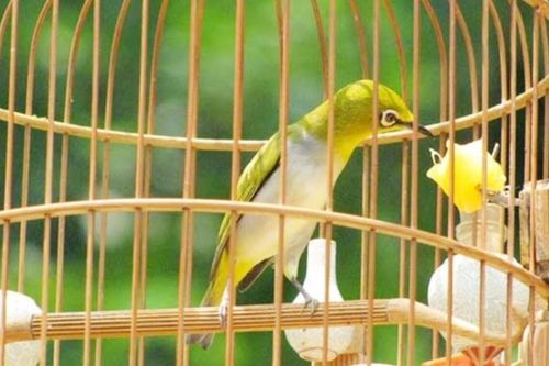 Nhóm côn đồ dùng kim tiêm đâm người để cướp... chim vành khuyên