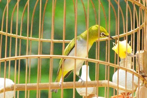 Nhóm côn đồ dùng kim tiêm đâm người để cướp chim cảnh