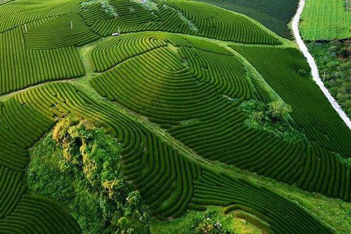Mê đắm ngắm những 'đường cong' tuyệt mỹ của đồi chè Mộc Châu từ trên cao