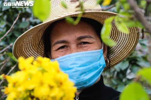 Mai nở vàng rực, người trồng dưới chân núi Hoành Sơn buồn thiu