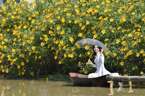 Thỏa sức check-in vườn hoa dã quỳ bung nở rực rỡ giữa lòng Hà Nội