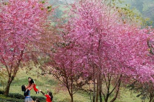 Do Covid-19, cấm du khách thăm đồi hoa anh đào đẹp nhất Sa Pa
