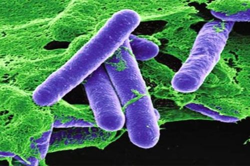 Đâu là hóa chất độc nhất trên đời, chỉ vài trăm nanogram cũng có thể gây chết người?