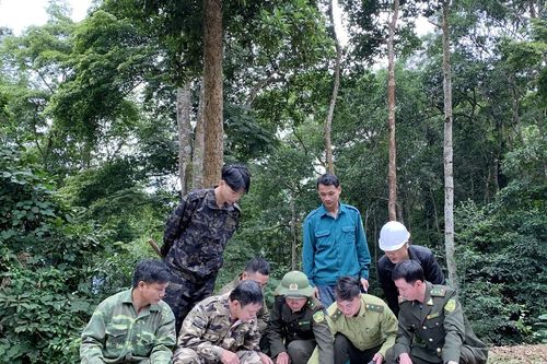 Giữ màu xanh cho những cánh rừng