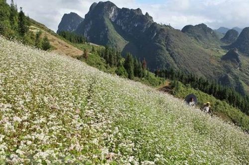 Lễ hội Hoa tam giác mạch lần đầu tiên được tổ chức qua ứng dụng công nghệ số
