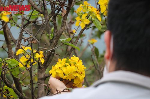 Mai nở sớm, nhiều nhà vườn nguy cơ 'trắng tay' trước Tết