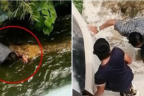Tưởng cá sấu là 'đồ giả' nên lại gần chụp ảnh, một du khách Philippines bị cá sấu tấn công
