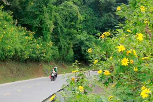 Dã quỳ 'nhuộm' vàng khắp núi rừng Tây Bắc