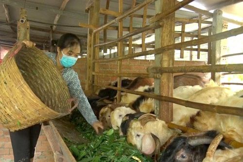 Người nuôi dê ở Đồng Nai 'khóc ròng' do không có đầu ra