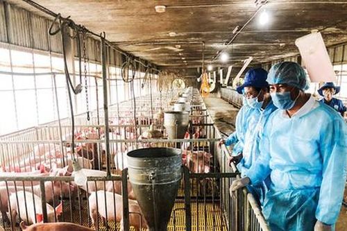 Không để phát sinh ổ dịch tả heo châu Phi mới