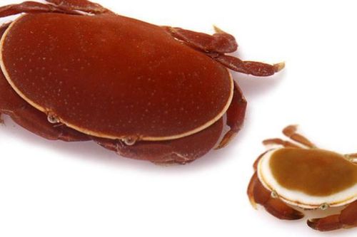 Loài cua 'lừa lọc': Nhìn đáng yêu nhưng ăn vào coi chừng mất mạng!