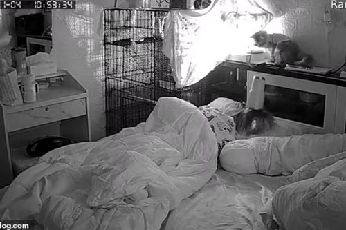 Camera giấu kín ghi lại cảnh thú cưng 'làm loạn' trong đêm
