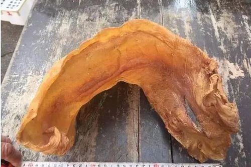 Quên bẵng thứ phơi khô, 38 năm sau lấy ra đắt giá hơn vàng