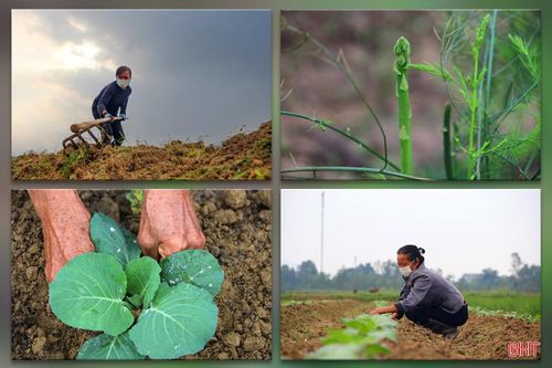 Xem nông dân làng rau phía Nam Hà Tĩnh tất bật vào vụ Tết