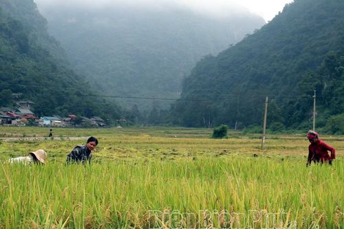 Tập trung thu hoạch cây trồng vụ hè thu