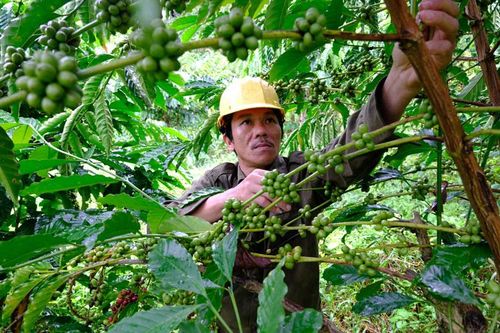 Hướng người dân phát triển kinh tế vườn hộ