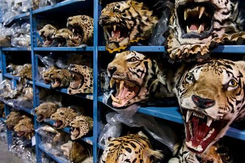 Việt Nam tìm cách 'hạ nhiệt' buôn lậu động vật hoang dã