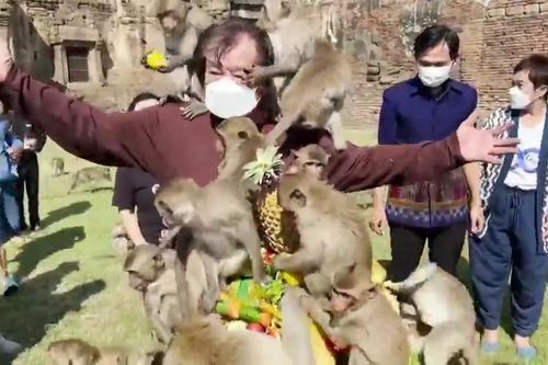 Ngỡ ngàng với lễ hội khỉ ở Thái Lan thời COVID-19