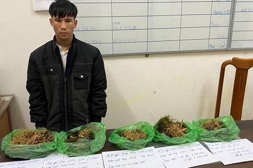 Quảng Nam: Bắt thanh niên trộm 72 gốc Sâm Ngọc Linh