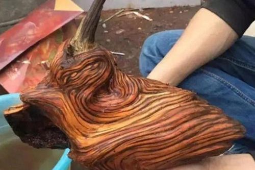 Thấy khúc gỗ lạ trong mộ tổ, chuyên gia thốt lên: 'Phát tài rồi!'