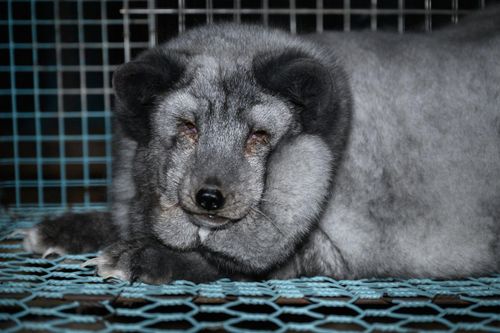 Những bức ảnh gây sốc về 'cáo quái vật' bị vỗ béo quá đà để lấy lông