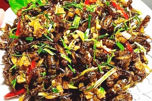 Lụt về đi bắt dế cơm