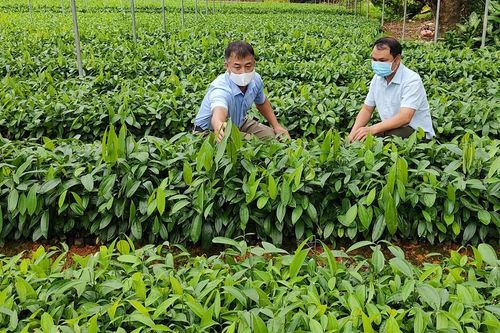 Lào Cai hoàn thành kế hoạch trồng rừng năm 2021