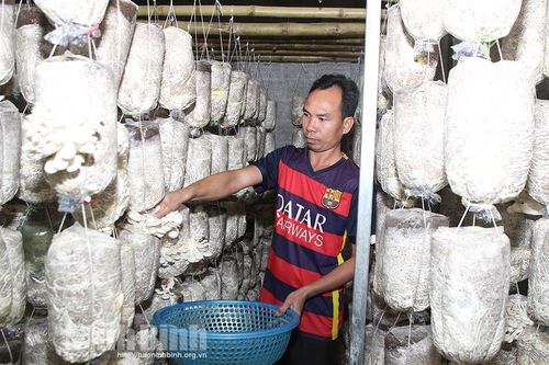 Hướng đi hiệu quả của HTX Nấm sạch Thạch Bình