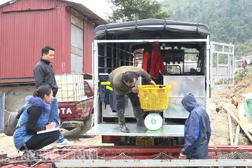 Chủ động các phương án tiêu thụ sản phẩm thủy sản