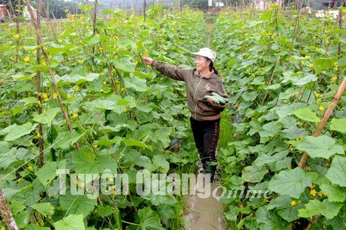 Thu hoạch cây trồng vụ đông