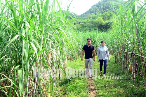 Cú huých cho người trồng mía