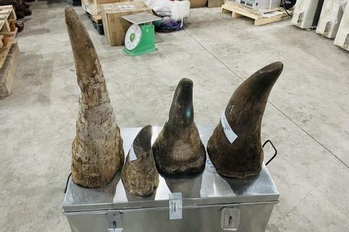 Gần 20 kg sừng tê giác trong thùng hàng về từ Philippines