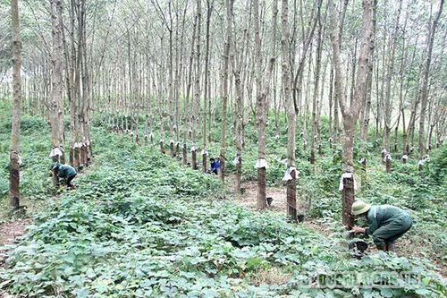 Ổn định việc làm và đời sống công nhân cao su