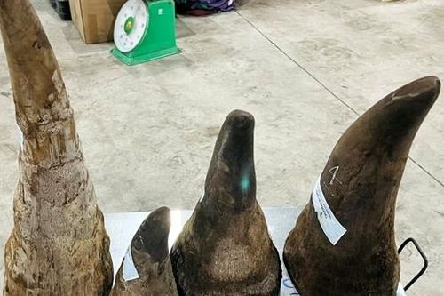 Gần 20 kg sừng tê giác theo đường biển về cảng Hải Phòng