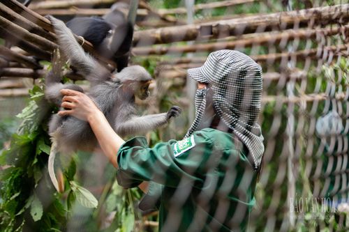Ghé thăm 'gia đình' linh trưởng Vườn quốc gia Cúc Phương
