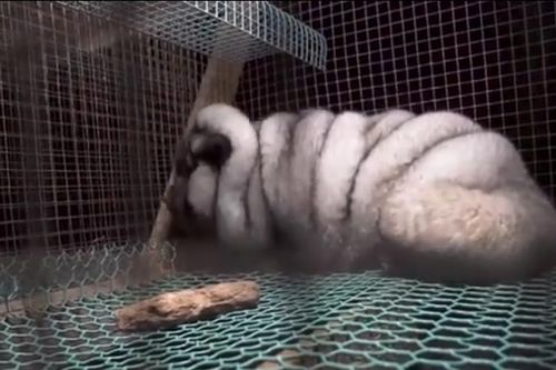 Những bức ảnh gây sốc về 'cáo quái vật' bị vỗ béo để lấy lông