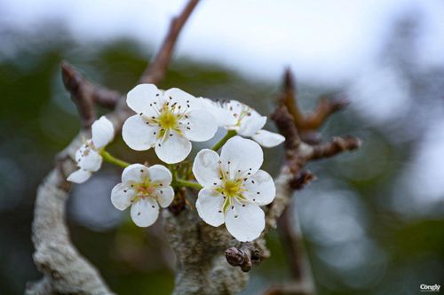Hoa rừng 'đổ bộ' xuống phố