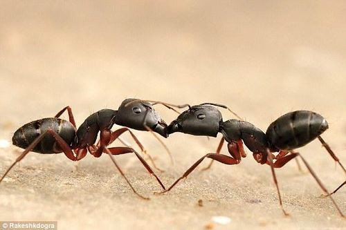 Phát hiện mới: Kiến 'nôn' vào miệng nhau để hình thành quan hệ xã hội