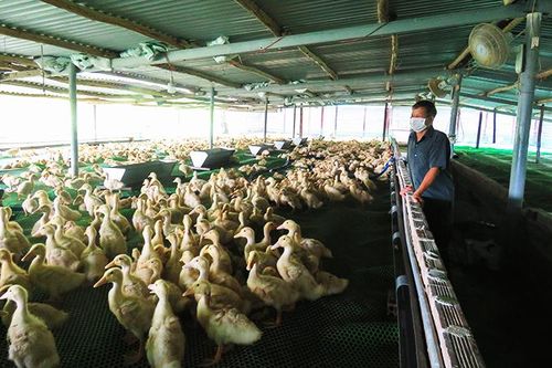 Cựu chiến binh làm giàu từ trang trại