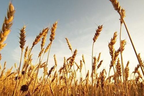 Giá các mặt hàng sụt giảm mạnh trước lo ngại tác động xấu từ biến chủng mới Omicron