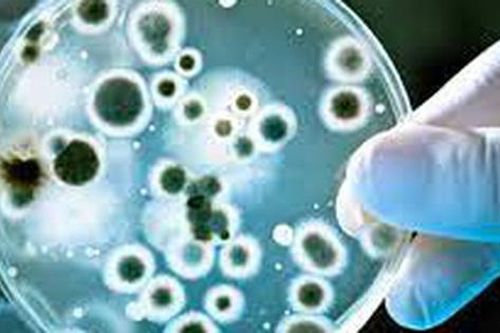 Kháng sinh điều chỉnh gene có thể chống lại sự kháng thuốc