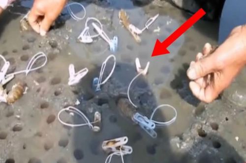 Cách bắt tôm tích cực kỳ sáng tạo của người Nhật Bản